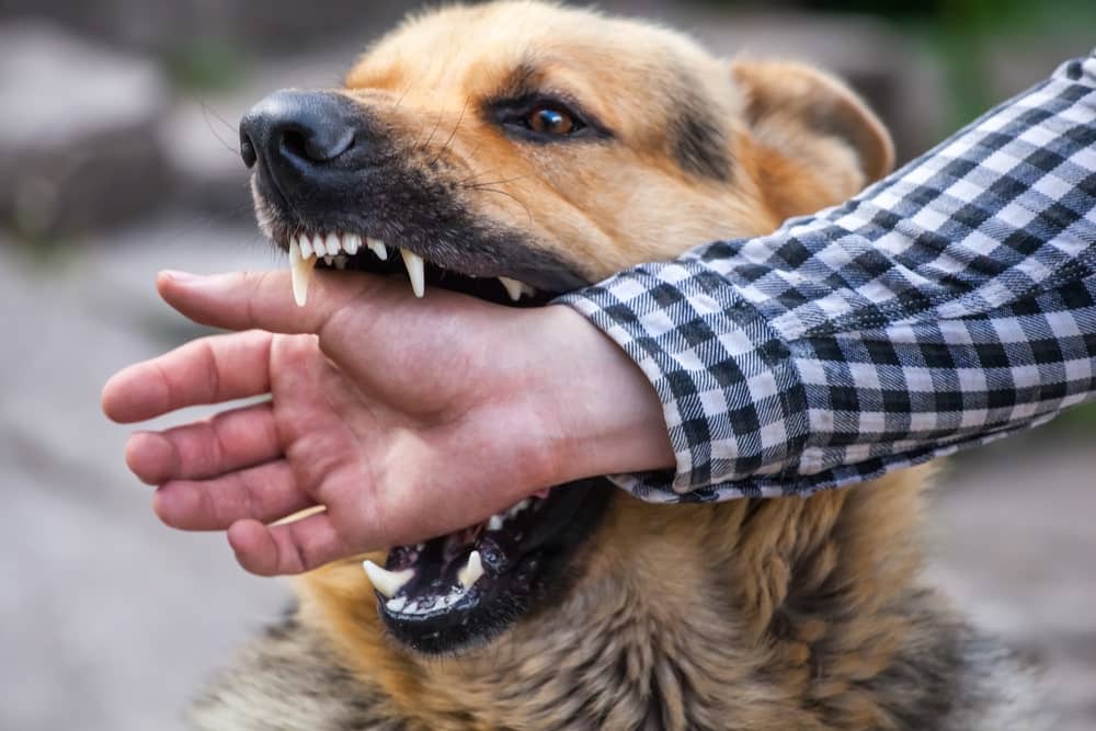 A German Shepherd Biting Into A Persons Hand